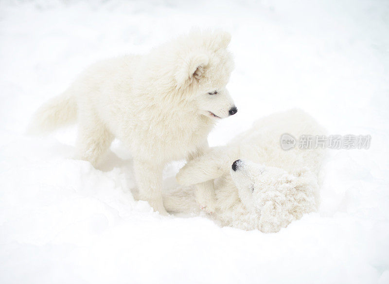 两只小狗萨摩耶狗在雪中玩耍