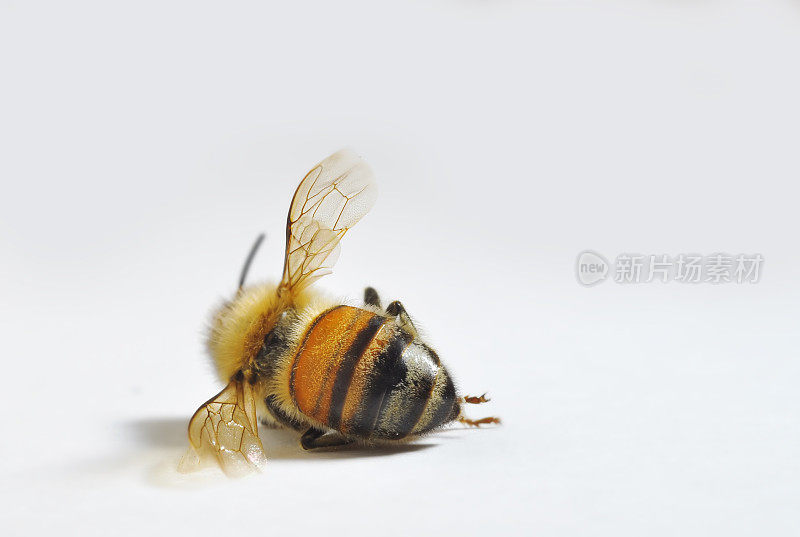 死去的蜜蜂