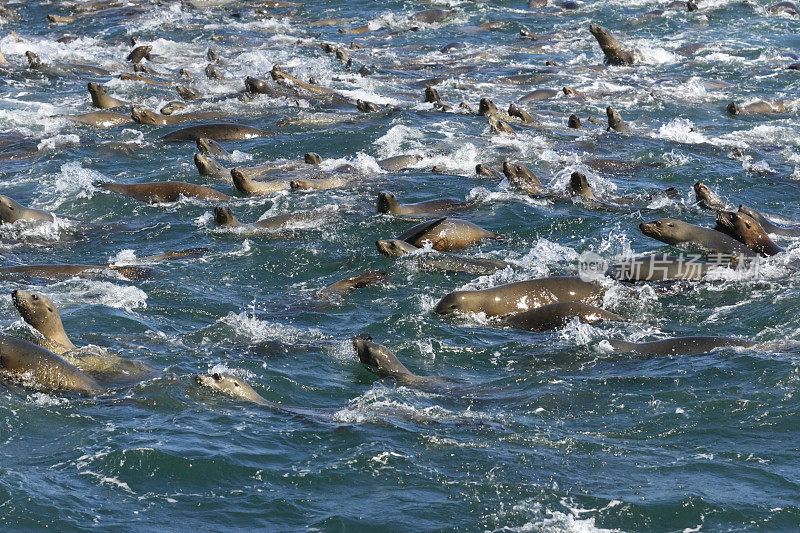 许多野生海狮在疯狂进食