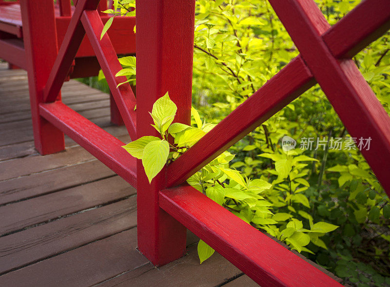 红桥步道春植物