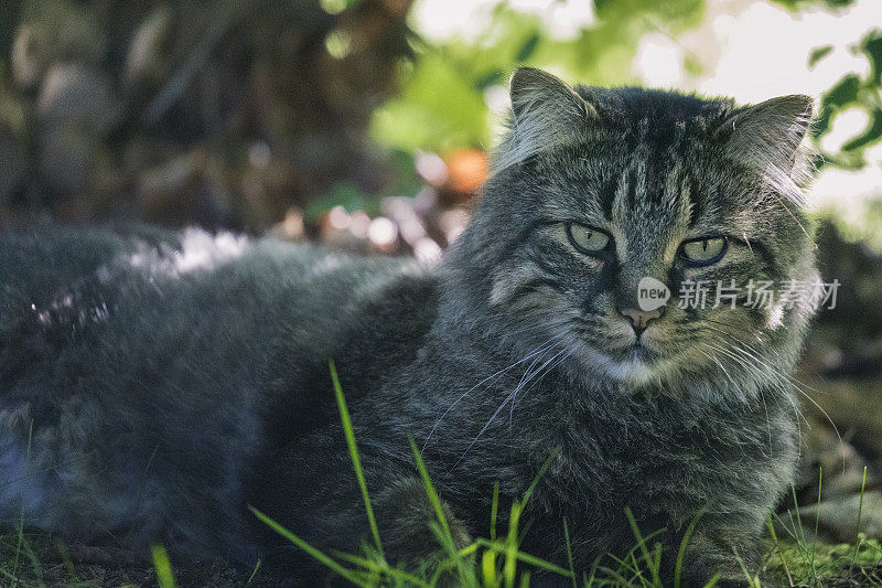 这是一只四岁的雄性缅因猫在后院的草地上放松的特写。