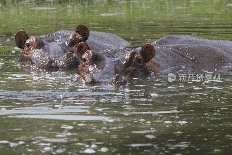 尼罗河里的河马