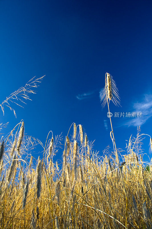 黑麦领域