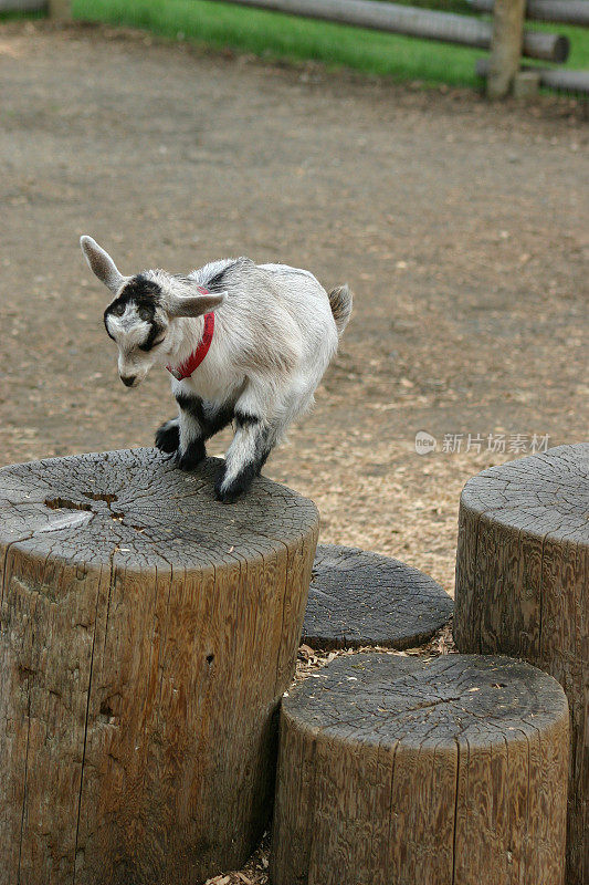 小山羊跳起来