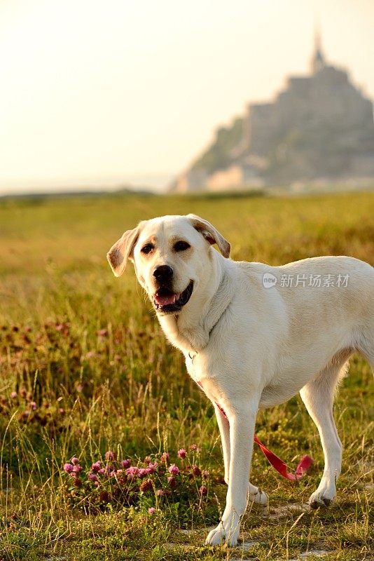 拉布拉多寻回犬