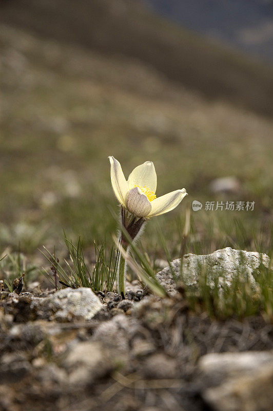 雪花莲