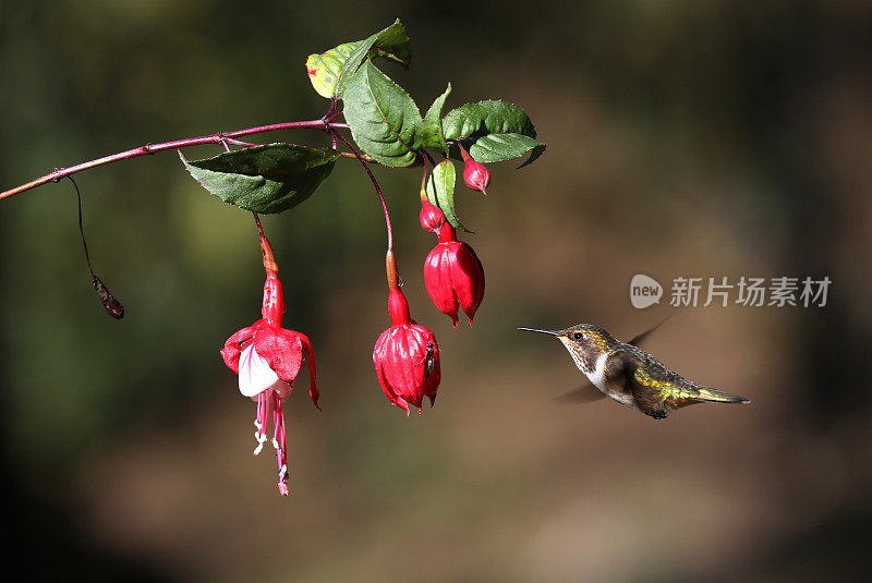 蜂鸟