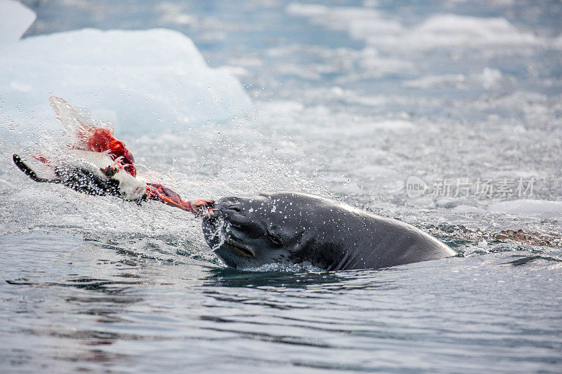 南极洲:豹海豹在古迪尔岛