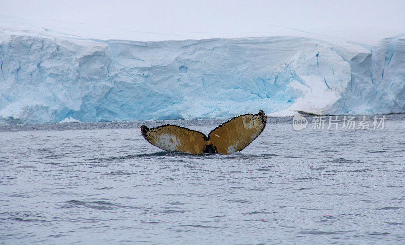 南极洲:座头鲸