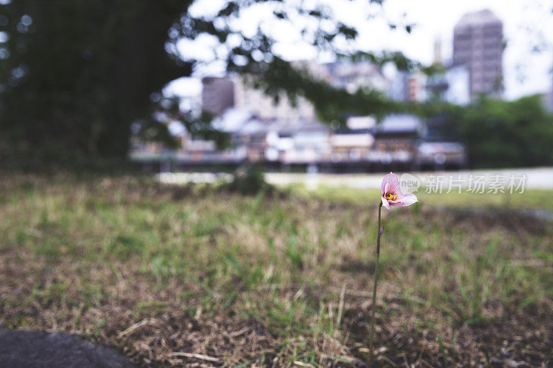 一朵花的持续生长