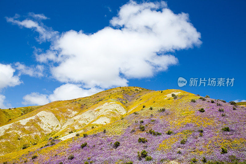 黄色和紫色的花覆盖山坡地震范围，卡里佐平原