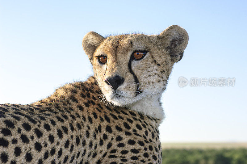 野生猎豹坐在Safari车顶的特写