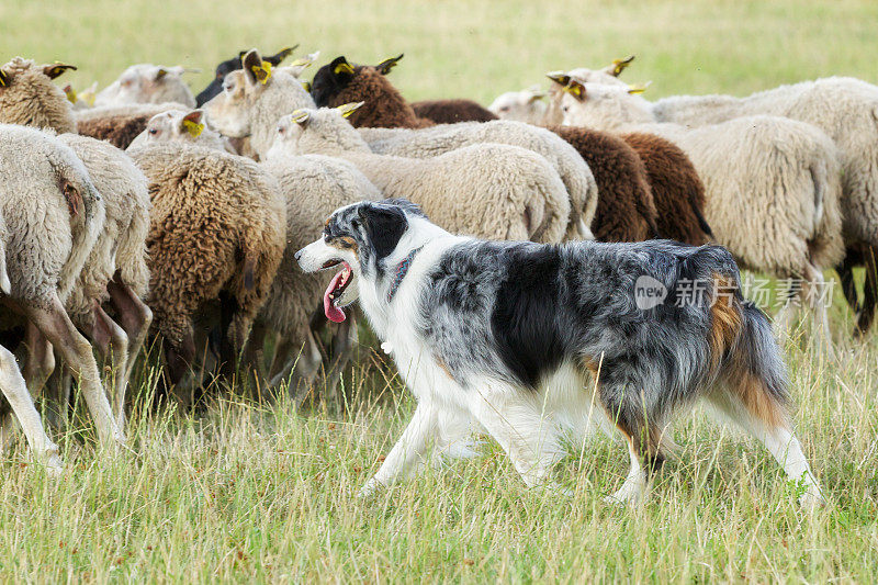 边境牧羊犬正在驱赶一群羊