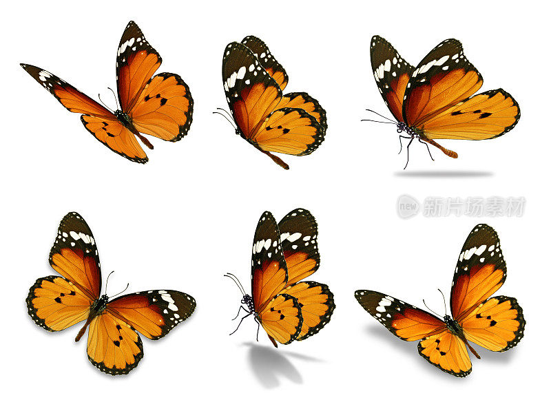 六个黑脉金斑蝶