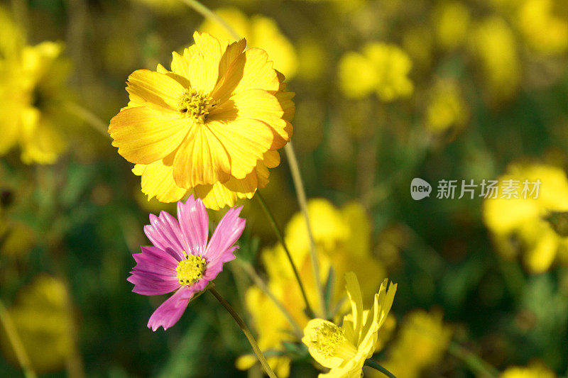 野花在阳光下日出，生长在一片草地上，映衬着自然的绿色背景。不文明的草地