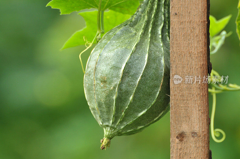 丝瓜葫芦植物