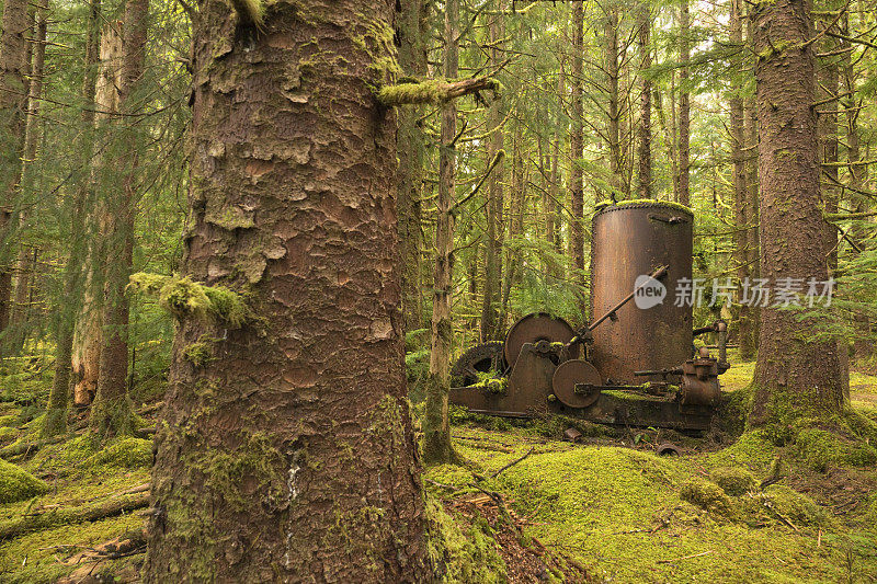 路易斯岛苔藓覆盖的测井设备海达瓜伊加拿大不列颠哥伦比亚省
