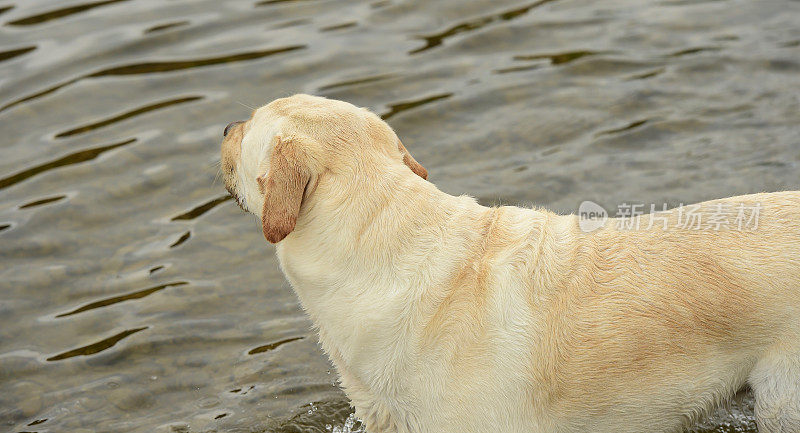 科茨沃尔德的拉布拉多寻回犬