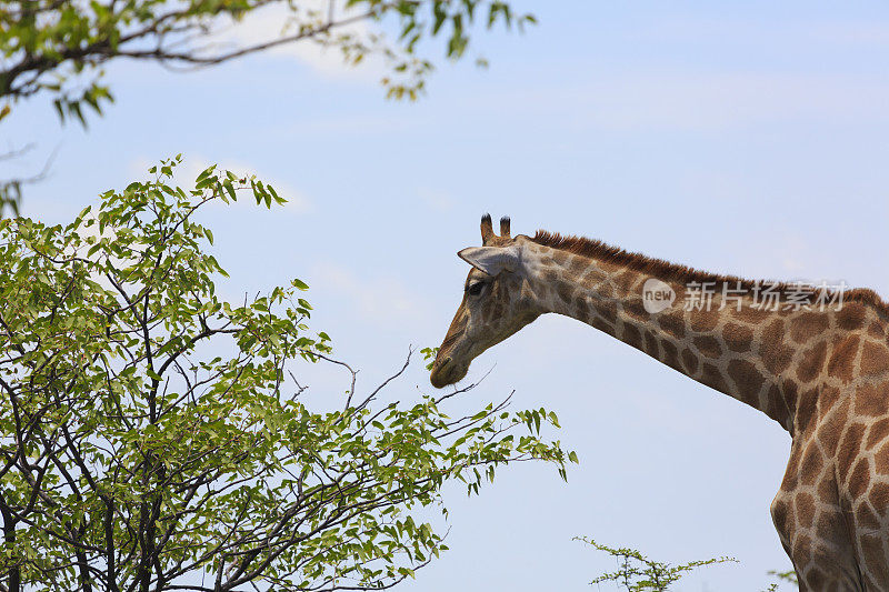 长颈鹿Safari非洲