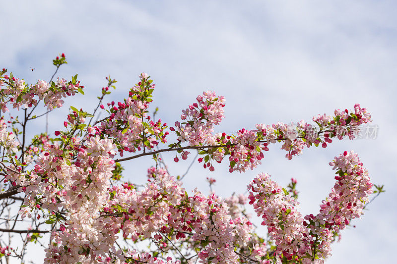 海棠树开着令人惊叹的粉红色花朵，预示着春天的到来