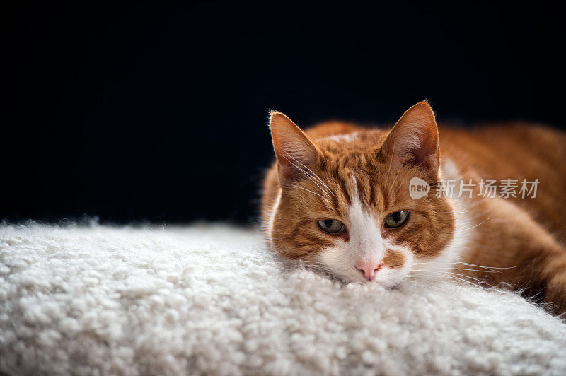 沙发上的红猫