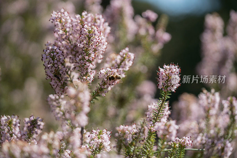 蜜蜂在田野里收集有香味的薰衣草花