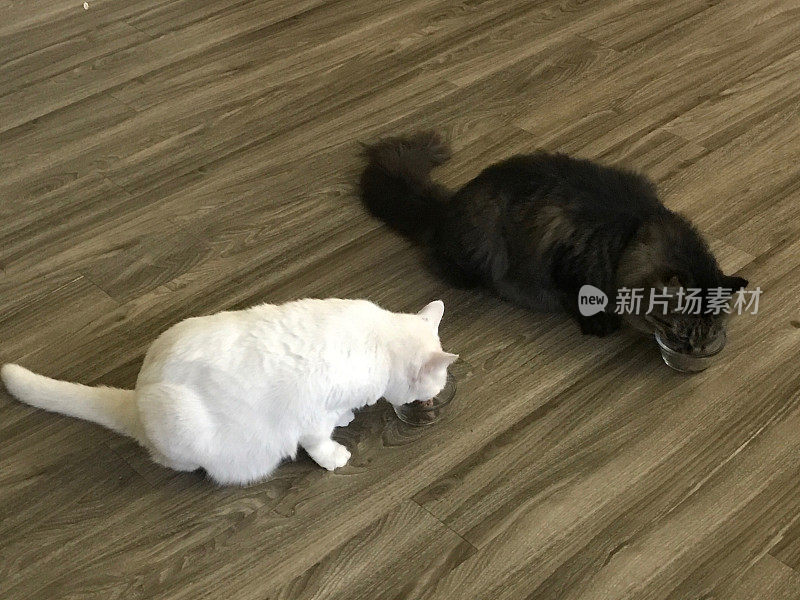 两只猫，一只缅因猫和一只土耳其安哥拉猫正在吃他们的晚餐。