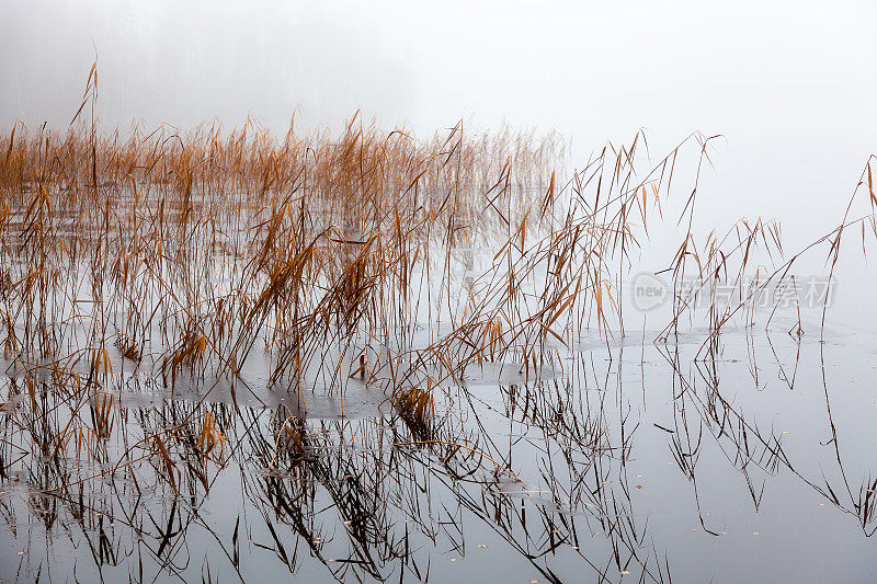 冬季景观-湖，芦苇，雾