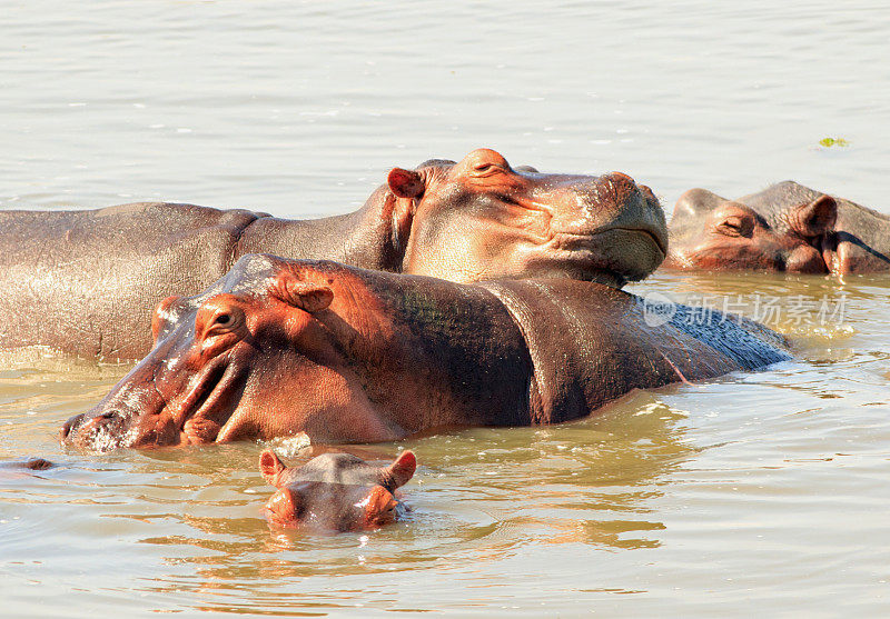 赞比亚卢安瓜河上，一只河马把头靠在另一只河马头上休息