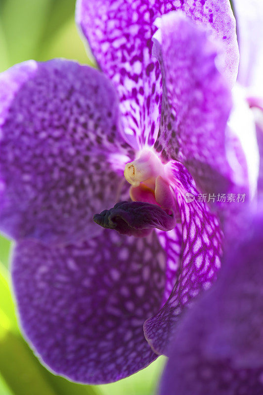 紫色斑点兰花