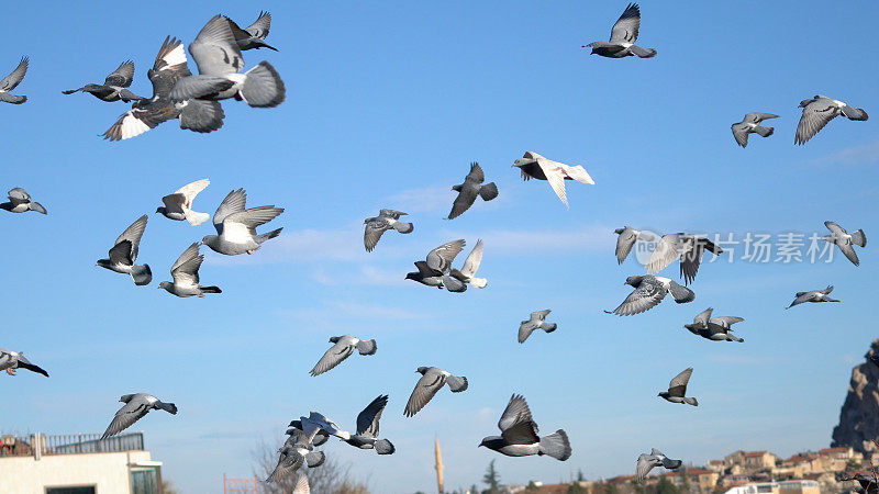 蓝天背景上的一群鸽子