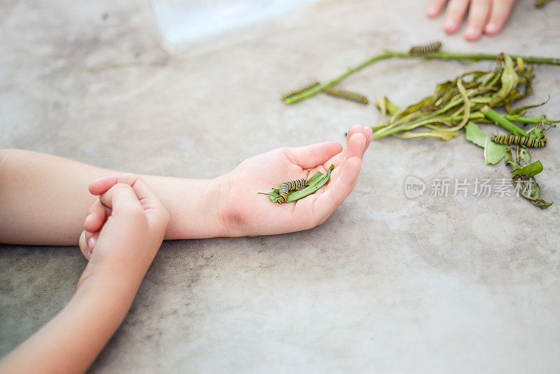 帝王蝶、毛毛虫和小孩