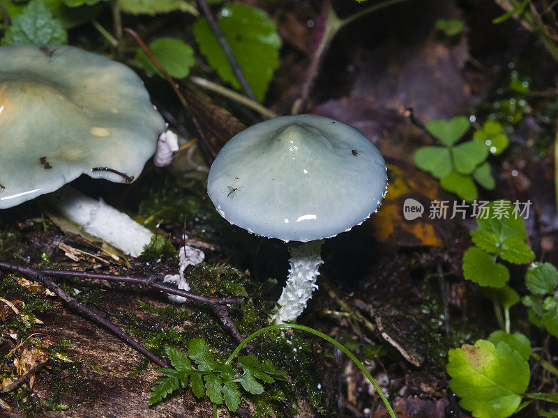 木耳铜绿，铜绿球藻，蓝色蘑菇，特写，选择性聚焦，浅景深