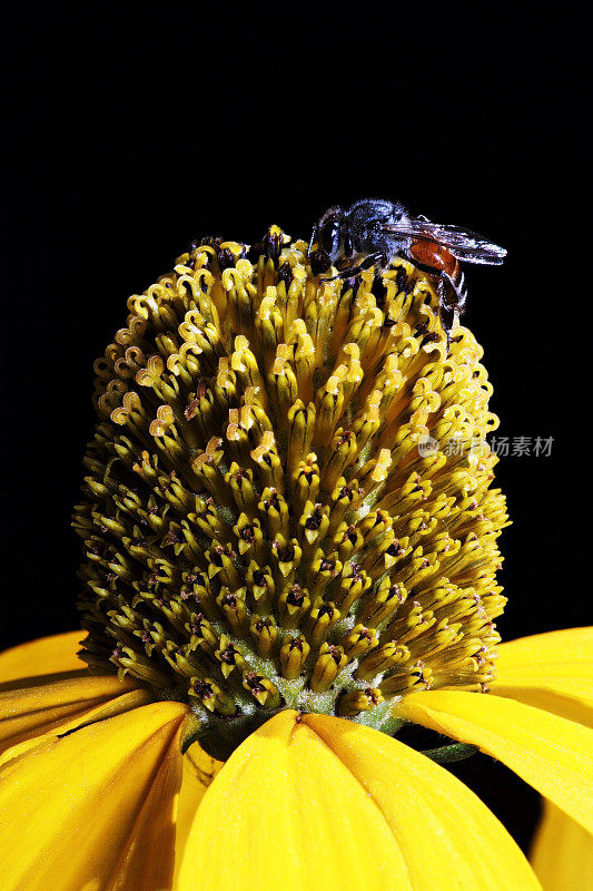 蜜蜂靠近黄花花粉(黑色背景，垂直)