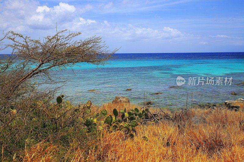 热带岚溪海滩沙漠仙人掌植被，阿鲁巴，加勒比海