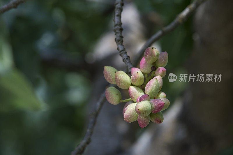 树上成熟的开心果特写