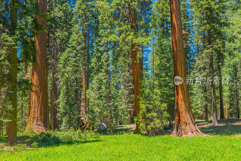 美国加州红杉国家公园的巨型红杉树