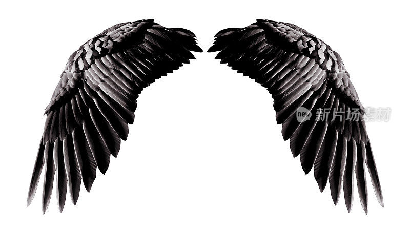 天使的翅膀，自然的黑色翅膀羽毛孤立在白色的背景与剪辑部分
