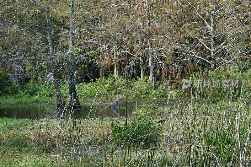 佛罗里达沼泽鸟类涉水