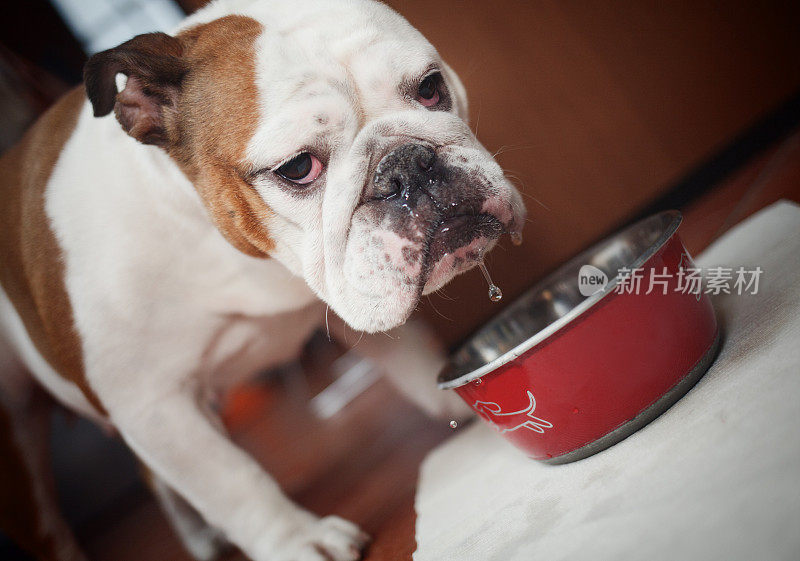 狗从她的碗里喝水