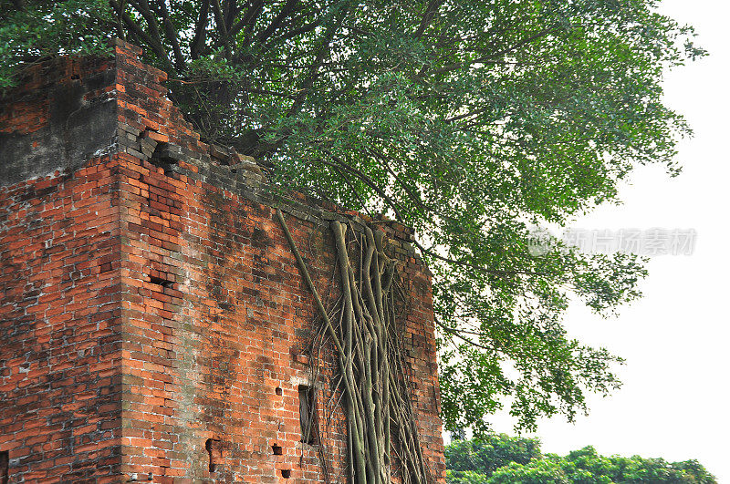 榕树生长在砖砌碉楼的顶端。
