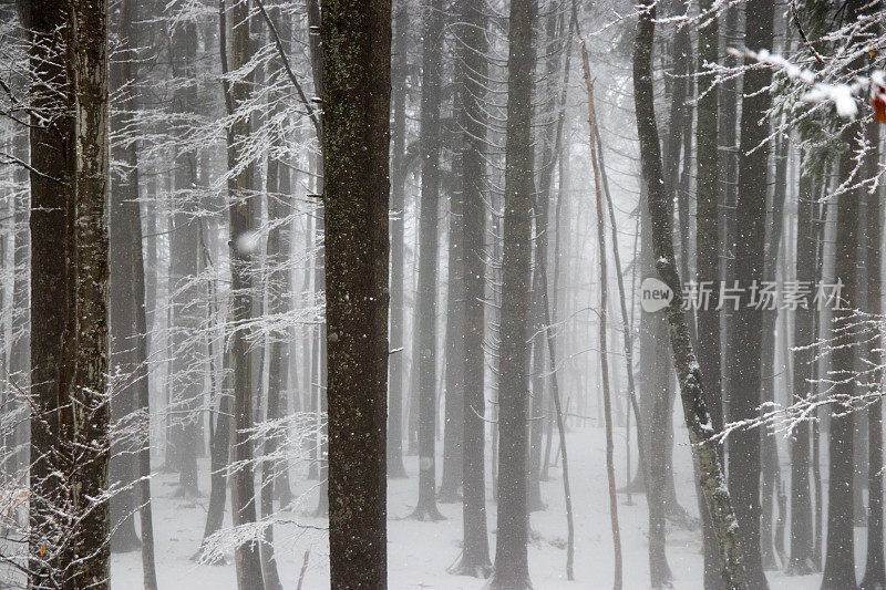 树干在雾和雪中