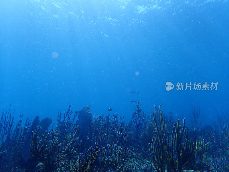 水下加勒比海珊瑚礁