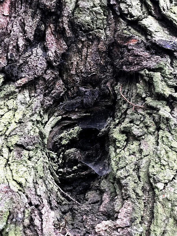 苔藓覆盖的树结构