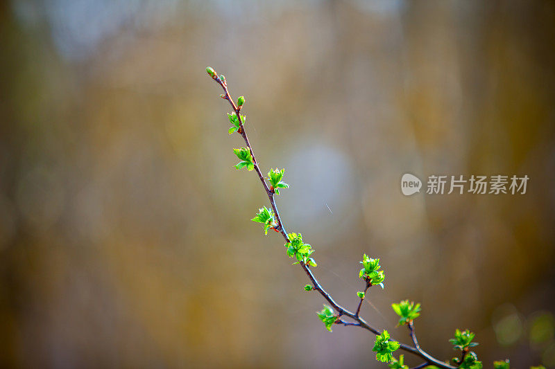 春天的草地上有花，抽象的背景概念，柔和的焦点，散景