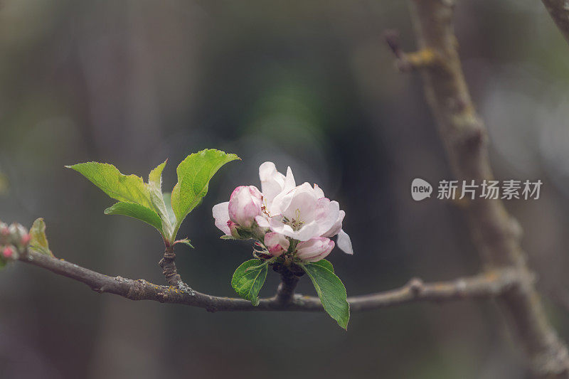 苹果花