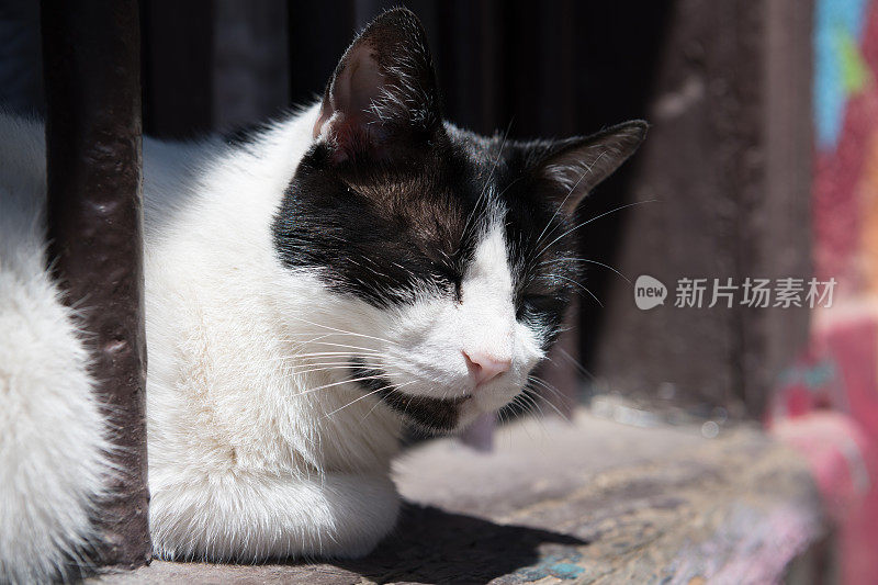 在瓦尔帕莱索窗口的猫