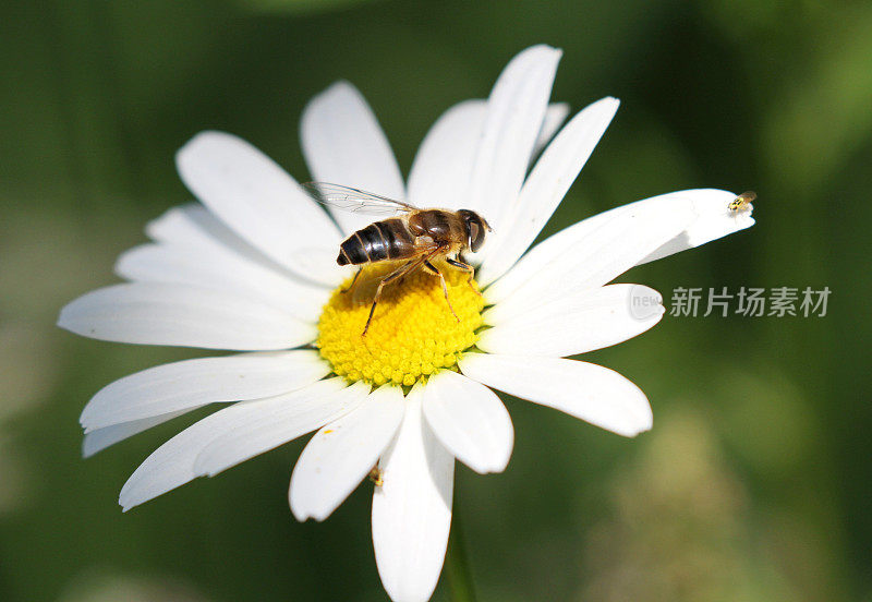 蜜蜂在黛西上的特写