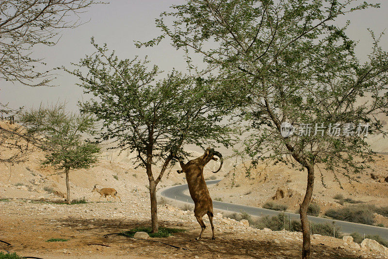 内盖夫沙漠的野山羊