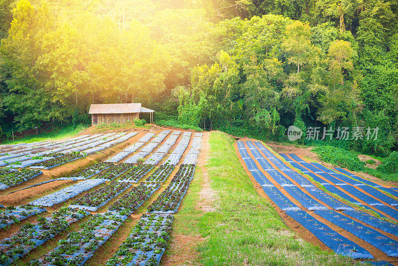 泰国北部的有机水培蔬菜温室